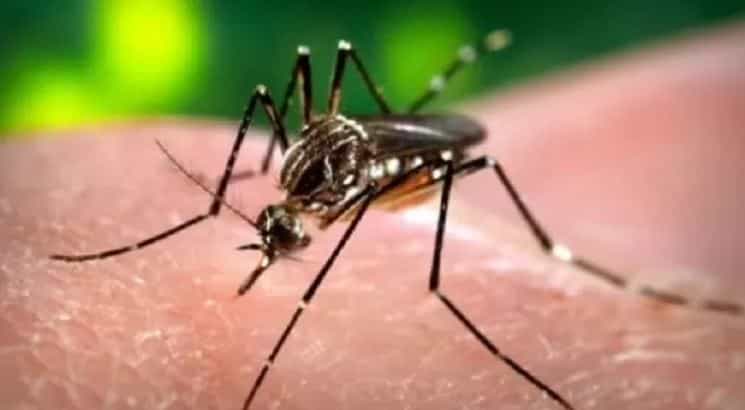 आजकाल डासांनी जवळजवळ प्रत्येकजण हैराण आहे. एकदा घरात डास झाले की त्यांच्यापासून पिच्छा सोडवणे फार मुश्कील होते. घर कितीही स्वच्छ केले तरीही नंतर घरात डास होतातच. त्यामुळे एक तर रात्री झोप होत नाही, यासह तुमची चीडचीडही होते.