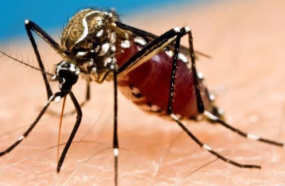डासांना म्हणजेच मच्छरांना तसेच अन्य छोट्या कीटकांना प्रकाश खूप आवडतो. मच्छर हे प्रकाशाच्या दिशेने जातात. त्यामुळेच याच प्रकाशाच्या मदतीने डासांना मारून टाकता येते. त्यासाठी  यूव्ही ट्रॅप मशीनचा वापर करता येतो. 