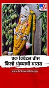 आदिशक्ती मुक्ताईला एक क्विंटल तीस किलो आंब्याची आरास.