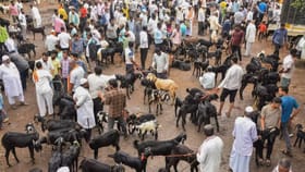 आशियातल्या सर्वात मोठ्या बकरा मंडीत आतापर्यंत किती बकऱ्यांची विक्री?.