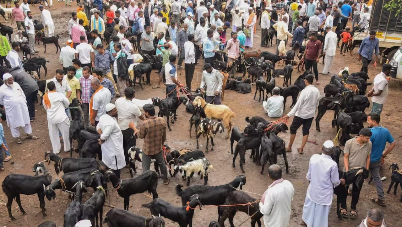 आशियातल्या सर्वात मोठ्या बकरा मंडीत आतापर्यंत किती बकऱ्यांची विक्री? किती कोटींची उलाढाल? आकडेवारी समोर आशियातल्या सर्वात मोठ्या बकरा मंडीत आतापर्यंत किती बकऱ्यांची विक्री? किती कोटींची उलाढाल? आकडेवारी समोर