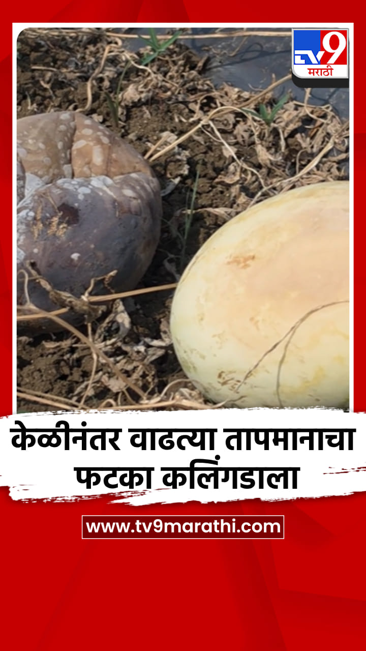 केळीनंतर वाढत्या तापमानाचा फटका कलिंगडाला