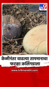 केळीनंतर वाढत्या तापमानाचा फटका कलिंगडाला.