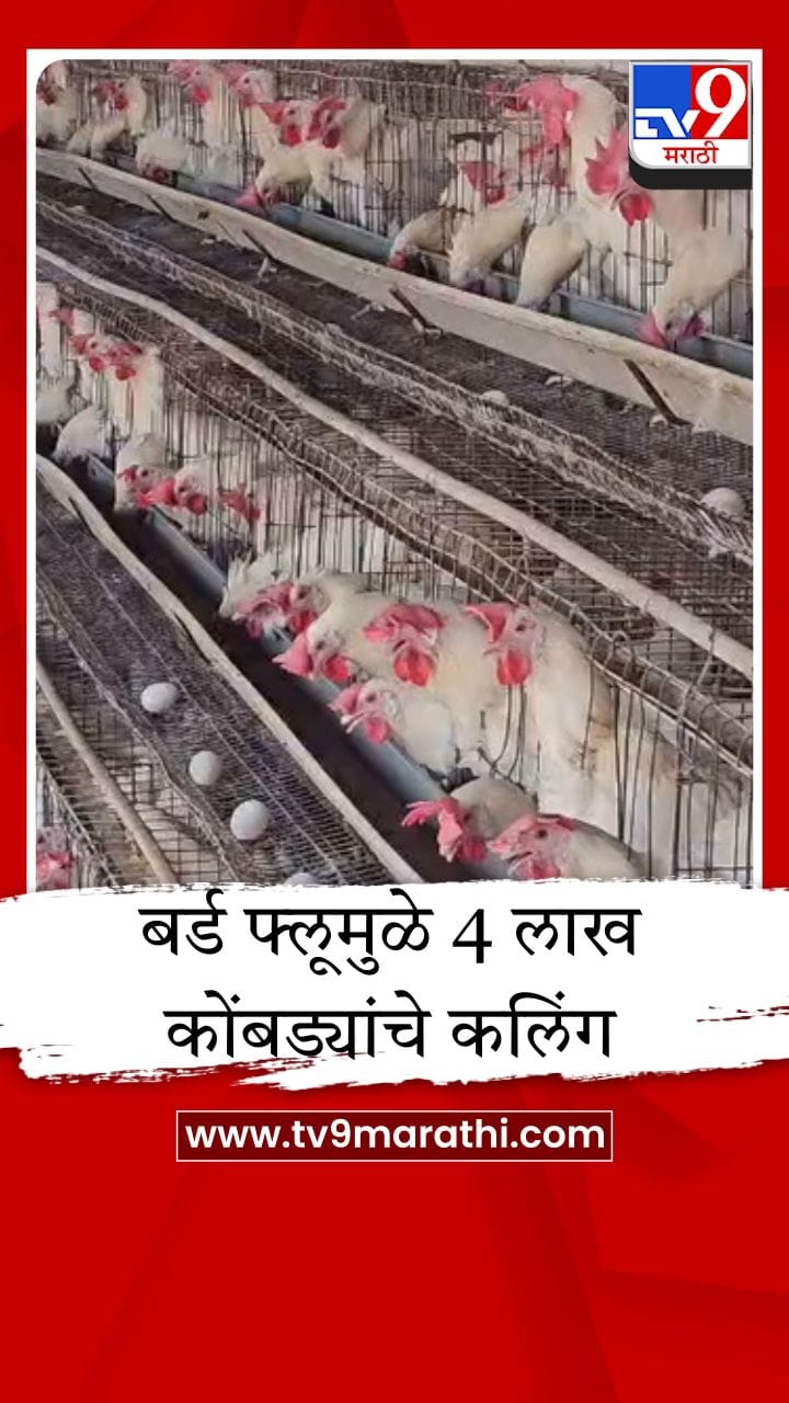 नवापूरमध्ये बर्ड फ्लूचा उद्रेक; 9 पोल्ट्री फार्म पॉझिटिव्ह, पुढच्या आठवड्यात केंद्रीय पथक येणार