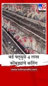नवापूरमध्ये बर्ड फ्लूचा उद्रेक; 9 पोल्ट्री फार्म पॉझिटिव्ह, पुढच्या आठवड्यात केंद्रीय पथक येणार!.