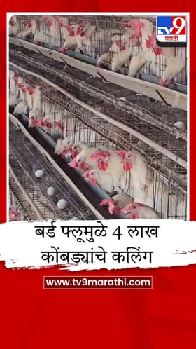 नवापूरमध्ये बर्ड फ्लूचा उद्रेक; 9 पोल्ट्री फार्म पॉझिटिव्ह, पुढच्या आठवड्यात केंद्रीय पथक येणार