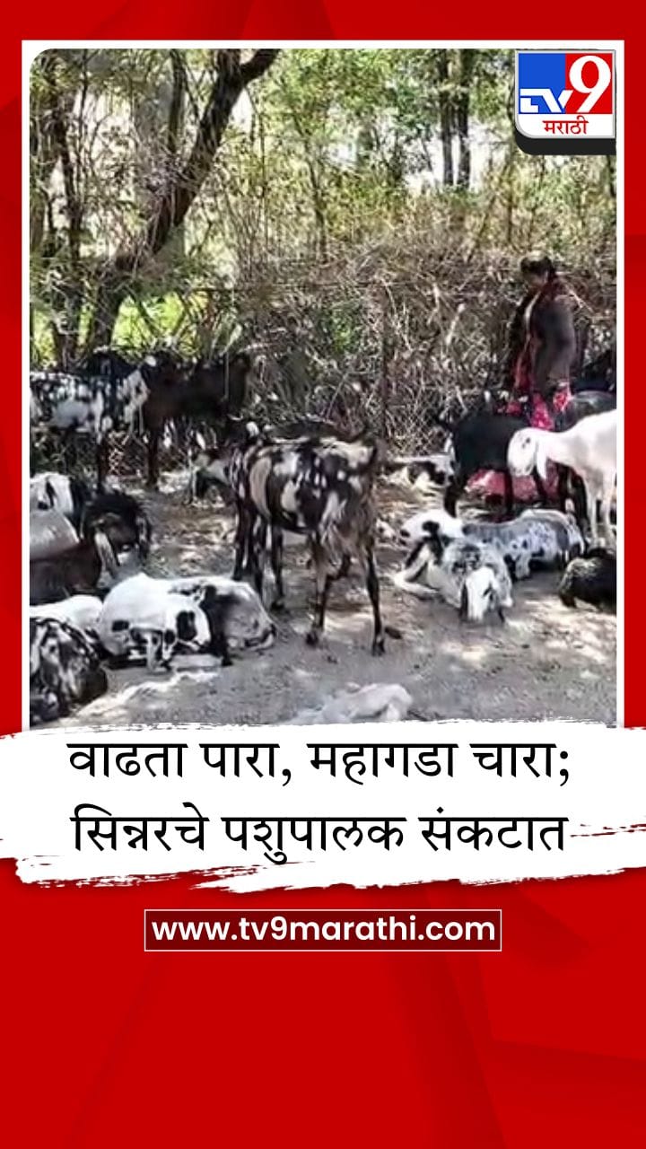सिन्नर तालुक्यात उन्हाची तीव्र झळ; चारा-पाण्याच्या टंचाईमुळे पशुधन धोक्यात