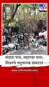 सिन्नर तालुक्यात उन्हाची तीव्र झळ; चारा-पाण्याच्या टंचाईमुळे पशुधन धोक्यात.