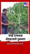 वादळी वाऱ्यामुळे नाशिकमध्ये पपई उत्पादक शेतकऱ्याचे मोठे नुकसान.