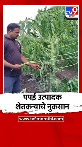 वादळी वाऱ्यामुळे नाशिकमध्ये पपई उत्पादक शेतकऱ्याचे मोठे नुकसान
