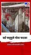 बर्ड फ्लूची लागण, पोल्ट्री व्यवसाय धोक्यात.