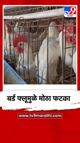 बर्ड फ्लूची लागण, पोल्ट्री व्यवसाय धोक्यात