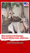 खिलार जनावरे गेल्या तीन दिवसांपासून पंढरपूर शहर पोलिसांच्या ताब्यात , शेतकरी नाराज.