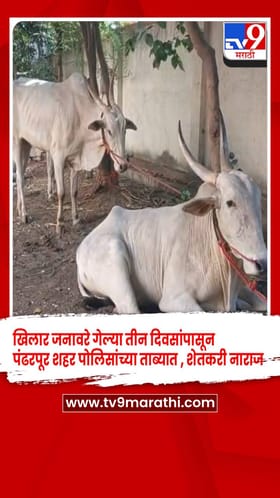 खिलार जनावरे गेल्या तीन दिवसांपासून पंढरपूर शहर पोलिसांच्या ताब्यात , शेतकरी नाराज