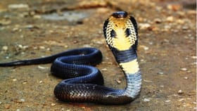 Snake facts: सापाच्या शेपटीच्या फटक्याने माणसाचा मृत्यू?.