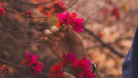 रात्री फुले तोडणे का मानले जाते अशुभ? जाणून घ्या धार्मिक आणि वैज्ञानिक.
