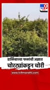 डाळिंबाच्या फळांची अज्ञात चोरट्यांकडून चोरी.