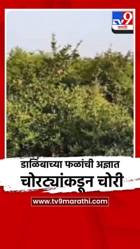 डाळिंबाच्या फळांची अज्ञात चोरट्यांकडून चोरी