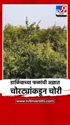 डाळिंबाच्या फळांची अज्ञात चोरट्यांकडून चोरी