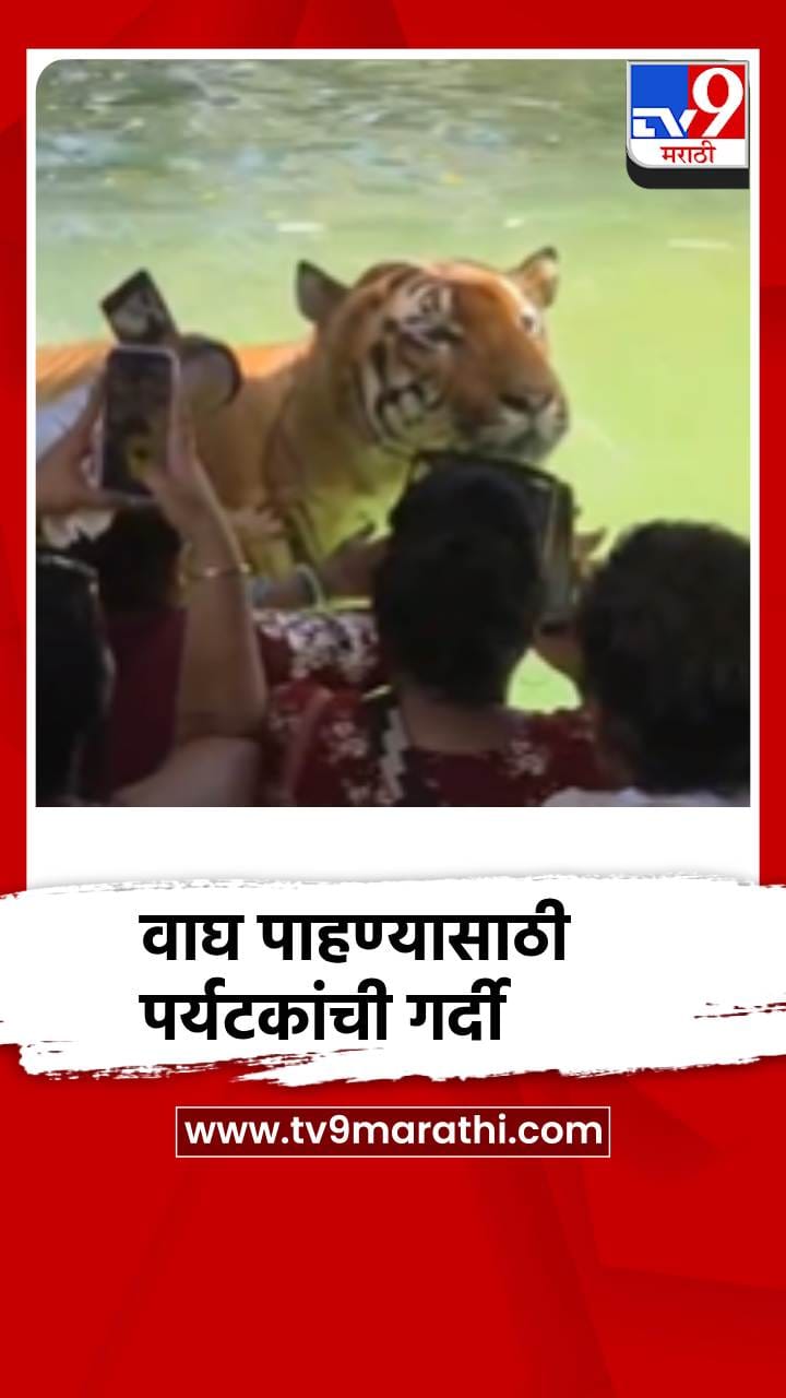 राणीच्या बागेत वाघ पाहण्यासाठी पर्यटकांची गर्दी