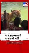 राणीच्या बागेत वाघ पाहण्यासाठी पर्यटकांची गर्दी.
