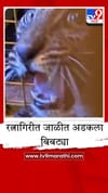 रत्नागिरीत बिबट्याच्या बछड्याला जीवदान, जाळीत अडकलेल्या मादी बछड्याची वनविभागाकडून सुटका.