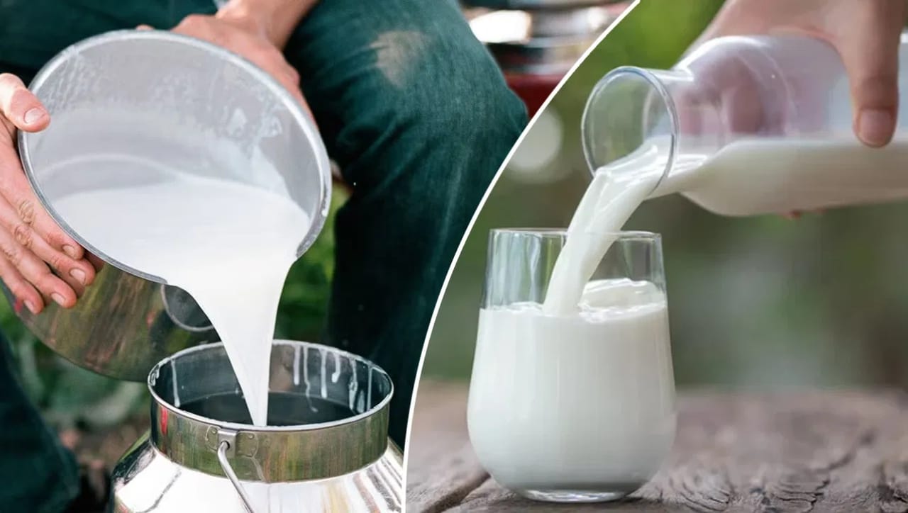 कच्चे दूध प्यायल्यास शरीराला काय धोका होतो?