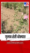 जळगावात वाढत्या उष्णतेमुळे गुलाबांना फटका; फुल शेती धोक्यात.