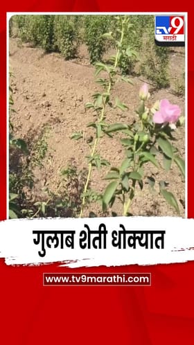 जळगावात वाढत्या उष्णतेमुळे गुलाबांना फटका; फुल शेती धोक्यात