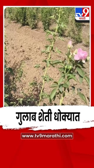 जळगावात वाढत्या उष्णतेमुळे गुलाबांना फटका; फुल शेती धोक्यात