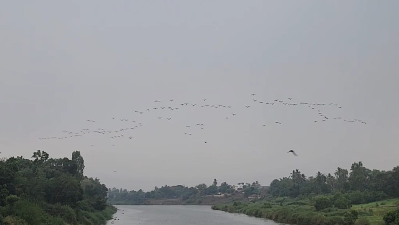 पावसाळी ढगांच्या पार्श्वभूमीवर हे पक्षी आकाशात शिस्तबद्ध 'V' आकारात भरारी घेताना दिसत होते. जेव्हा हा थवा संथ गतीने नदीच्या पात्रात उतरला, तेव्हा जणू आभाळच कृष्णामाईच्या कुशीत विसावत असल्याचा भास होत होता.