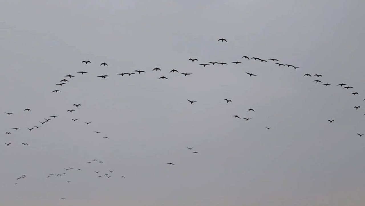 निसर्गाच्या विविध छटांनी नटलेल्या कृष्णाकाठावर आज सकाळी पक्षीप्रेमींना एका विलोभनीय दृश्याचा अनुभव आला. सांगली जिल्ह्यातील आमणापूर-अंकलखोप पुलावर आज पहाटे सहाच्या सुमारास पानकावळ्यांचा (Cormorants) एक विशाल थवा जलविहारासाठी अवतरला.