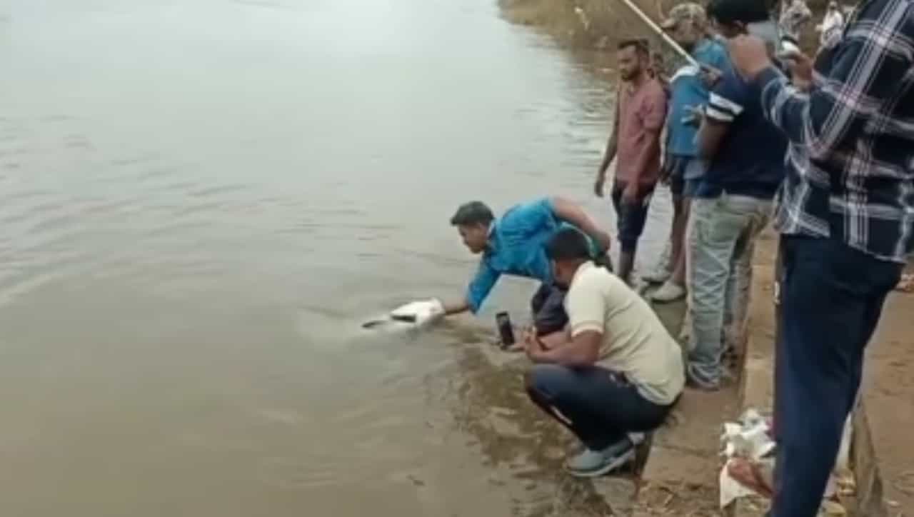 सांगलीतील कृष्णा नदीच्या पात्रात मच्छीमारांच्या जाळ्यात एक अवाढव्य मासा सापडल्याची थरारक घटना समोर आली आहे. हरिपूर येथील कृष्णा आणि वारणा नदीच्या पवित्र संगमावर मासेमारी करताना एका स्थानिक मच्छीमाराला तब्बल ४० किलो वजनाचा महाकाय मासा गळाला लागला. हा मासा कटला प्रजातीचा असल्याची माहिती मिळाली असून, त्याला नदीबाहेर काढताना मच्छीमाराची चांगलीच दमछाक झाली.