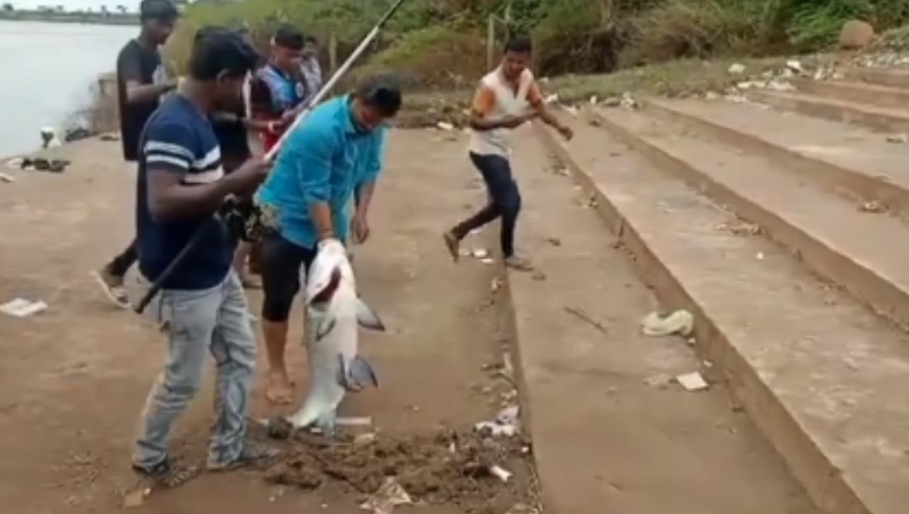 हरिपूर येथील संगमावर एक मच्छीमार नेहमीप्रमाणे गळ टाकून मासेमारी करत होता. अचानक त्याच्या छडीला मोठा हिसका बसला आणि गळ पाण्यात ओढला जाऊ लागला. पाण्यात काहीतरी मोठा जीव अडकल्याचे लक्षात येताच मच्छीमाराने तो बाहेर काढण्याचा प्रयत्न केला. 