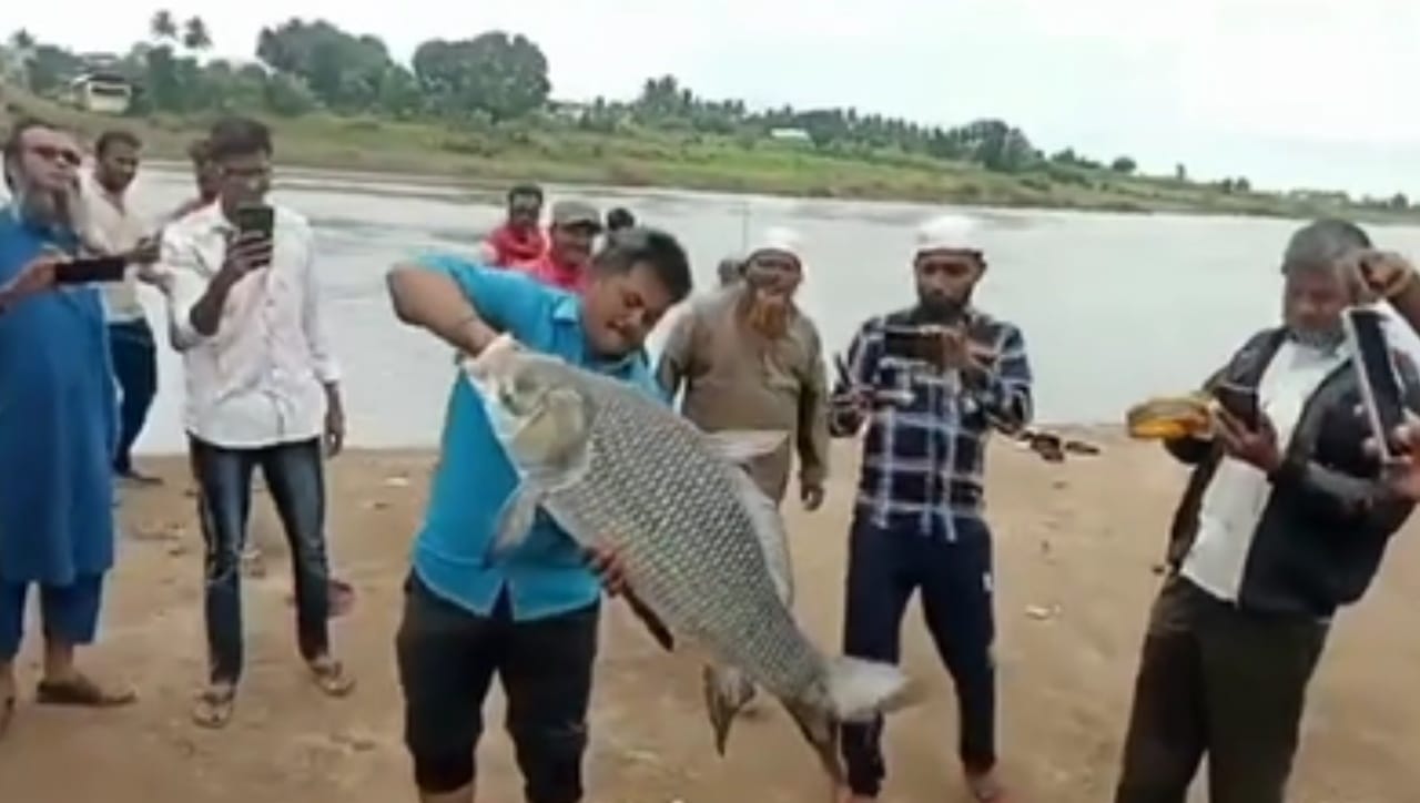 एवढ्या अवाढव्य आकाराचा मासा नदीत सापडल्याने सर्वत्र आश्चर्य व्यक्त केले जात आहे. सांगलीच्या कृष्णा नदीच्या पात्रात यापूर्वीही अशा प्रकारे ३० ते ४० किलो वजनाचे मोठे मासे आढळून आले आहेत.