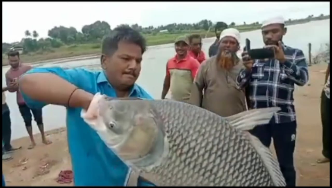 मात्र, माशाचे वजन आणि ताकद एवढी जास्त होती की त्याला एकट्याला नदीबाहेर काढणे कठीण झाले होते. अखेर प्रचंड प्रयत्नांनंतर आणि कमालीच्या दमछाकीनंतर या ४० किलोच्या महाकाय माशाला पाण्याच्या बाहेर काढण्यात यश आले.