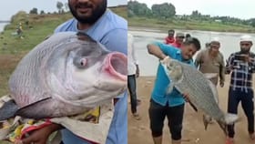 नेहमीप्रमाणे नदीत गळ टाकला अन् नदीत सापडलं असं काही.. मच्छीमार मालामाल.