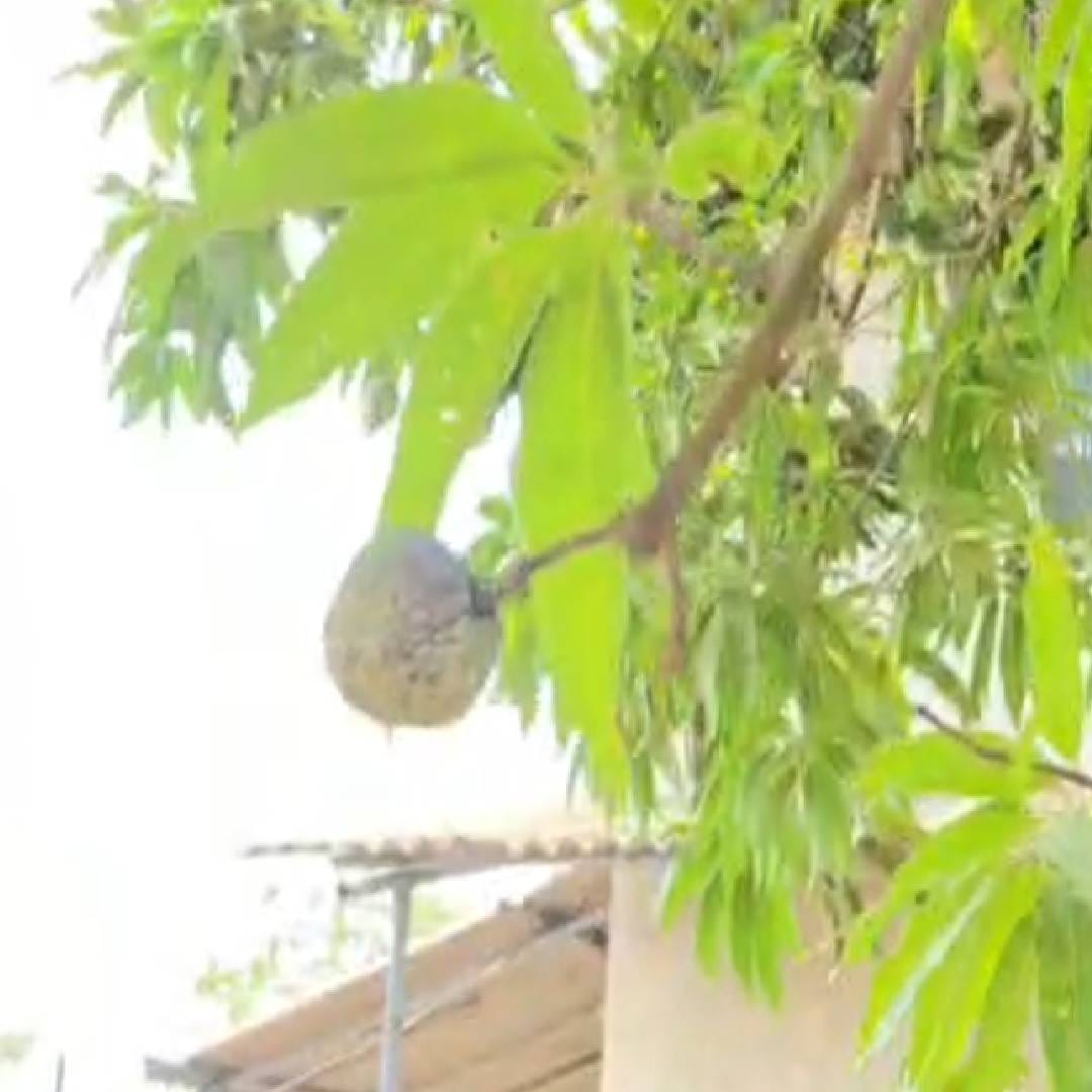 आंब्याच्या झाडावर आंबे तर लागलेच होते, परंतु त्याचसोबत त्याला एक सिताफळसुद्धा लागल्याचं दिसून आलं. ही चमत्कारिक गोष्ट पाहताच मुलांनी वडिलधाऱ्यांना सांगितलं. त्यानंतर झाडाला लागलेलं सिताफळ पाहून त्यांनाही आश्चर्य वाटलं. 
