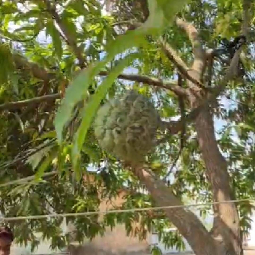 इथला व्यावसायिक शेतकरी जयेश पटेल यांच्या रस्त्यालगतच्या घराच्या अंगणात एक आठ वर्षांपूर्वी लावलेलं आंब्याचं झाड आहे. या झाडाला दरवर्षी भरभरून आंबे लागतात. परंतु 2 मे रोजी याच झाडाखाली खेळत असलेल्या मुलांना एक चमत्कार दिसून आला. 
