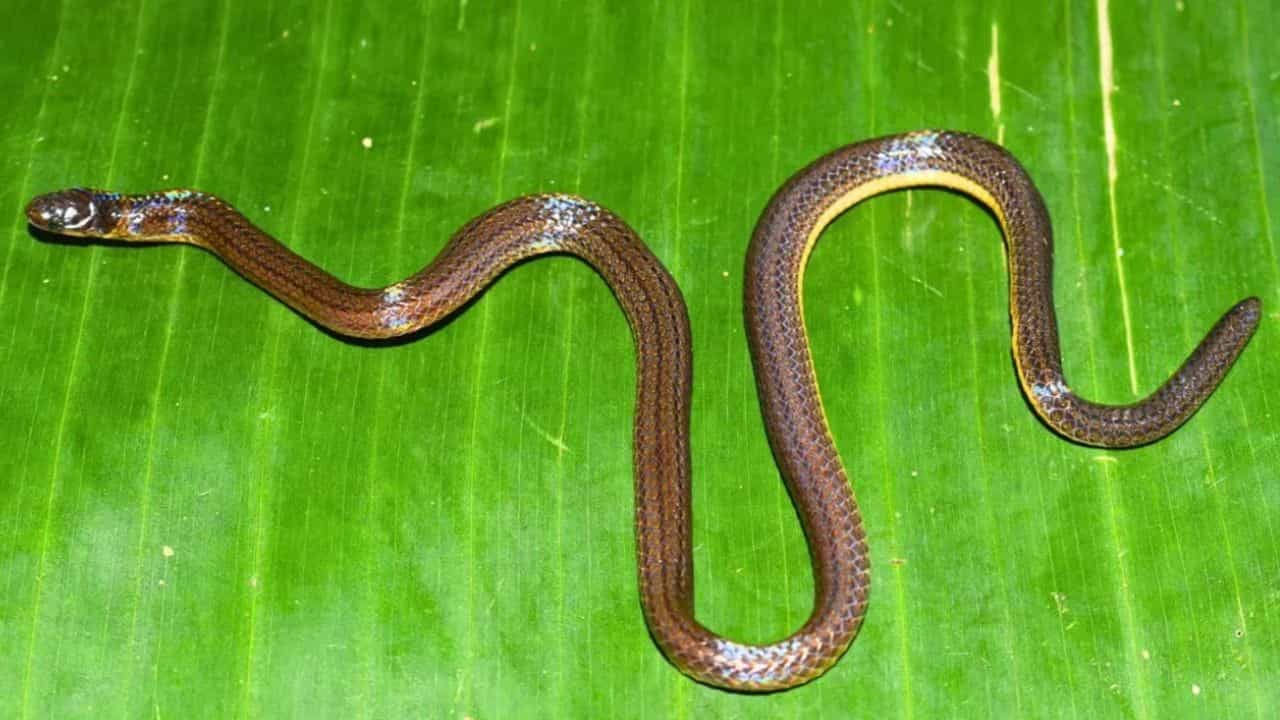 हे झाड घरापासून थोडं दूरच लावा, रात्री असतो सापांचा डेरा, घराच्या आसपास सतत साप दिसतील