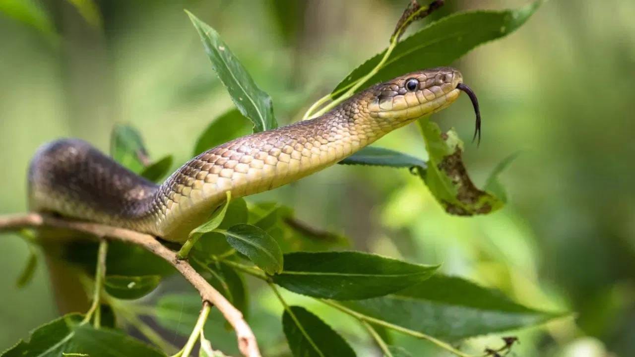 वाढलेलं गवत - गार्डन किंवा लॉनमधील गवत वेळेवर कापलं नाही तर ते सापांसाठी सुरक्षित निवारा बनू शकतं. दाट गवतामध्ये साप सहज लपून राहू शकतात, त्यामुळे अशा जागा त्यांना अधिक अनुकूल वाटतात.