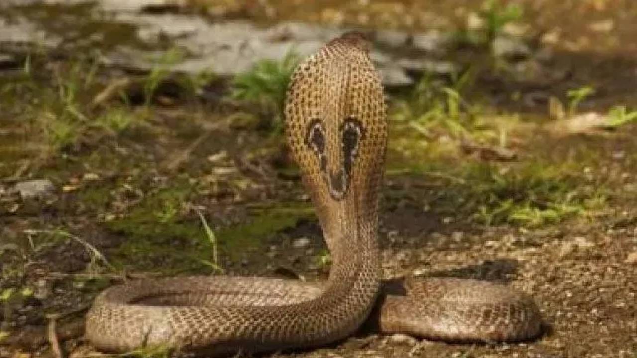 उघडे डस्टबीन आणि उरलेल अन्न - घराच्या बाहेर किंवा बाल्कनीत उघड्यावर ठेवलेले डस्टबीन, हे उंदीर आणि इतर कीटकांना आकर्षित करतात. आणि हेच प्राणी सापांचं खाद्य असल्यामुळे अन्नाच्या शोधात सापही त्या भागात येऊ शकतात. त्यामुळे कचरा नेहमी झाकून ठेवणं आणि परिसर स्वच्छ राखणं अत्यंत गरजेचं आहे.
