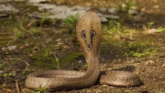 (टीप- या लेखातील सर्व माहिती ही प्राथमिक स्वरुपाची आहे. सविस्तर माहितीसाठी किंवा कोणताही प्रयोग करण्याआधी त्या-त्या क्षेत्रातील तज्ज्ञांशी संपर्क साधावा) 