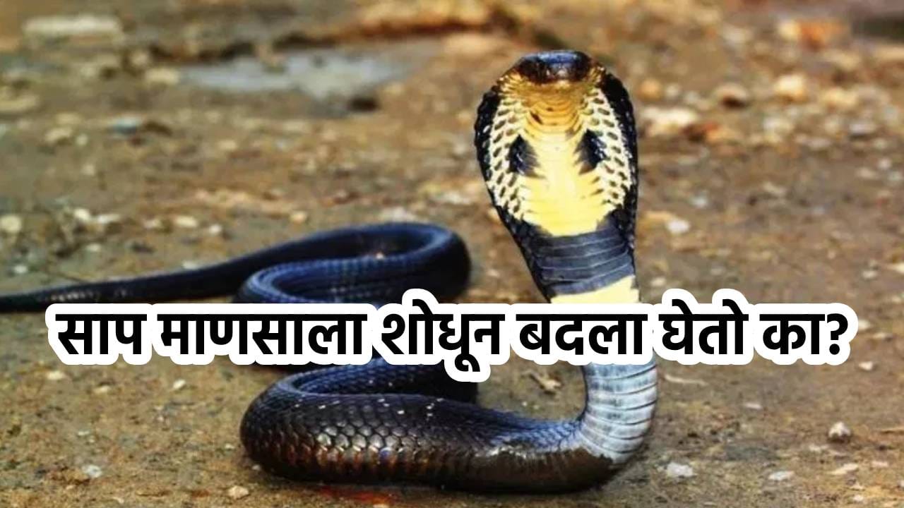 साप माणसाच्या पाठीमागे लागतो का? डुख धरून सूड घेतो का; वाचा सत्य काय?