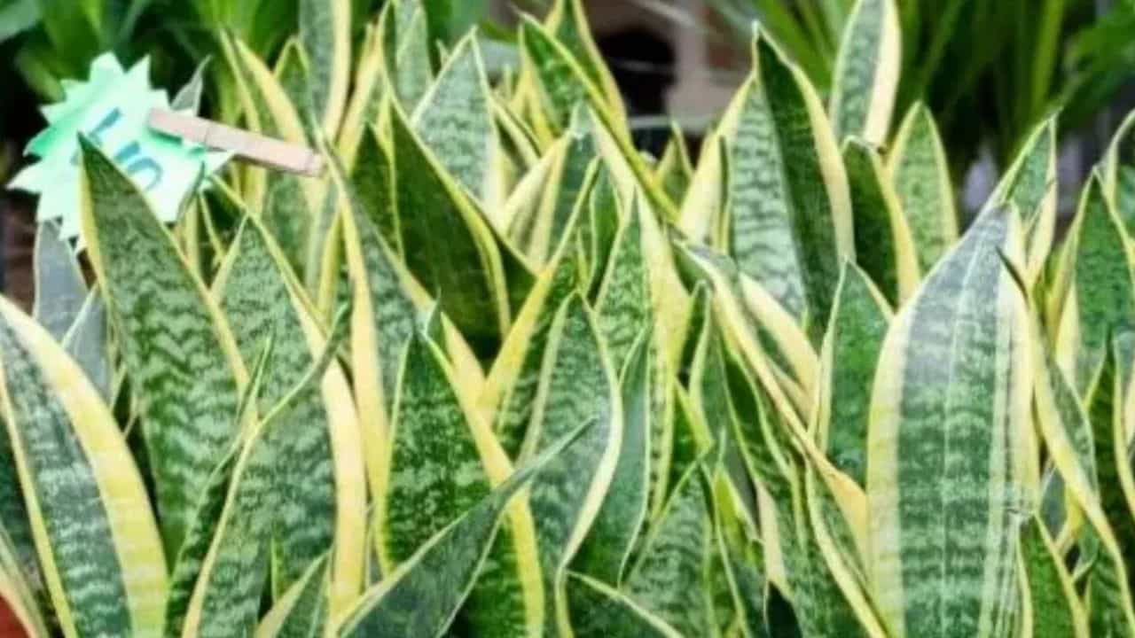 Vastushastra : घरात पैसाच येत नाहीये? मग स्नेक प्लँटसोबत ठेवा हे दोन झाडं, आर्थिक समस्या होतील झटक्यात दूर