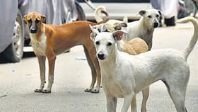 वाशीम ते जळगाव भटक्या कुत्र्यांचा उच्छाद, एकाच दिवस 35 चणांचा चावा!.