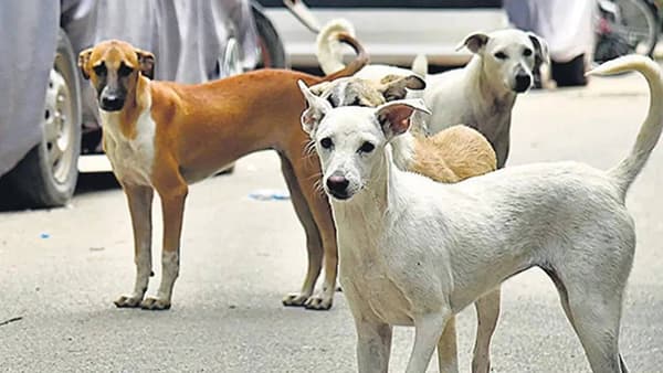 वाशीम ते जळगाव भटक्या कुत्र्यांचा भयंकर उच्छाद, एकाच दिवस तब्बल 35 चणांचा चावा; लोकांमध्ये प्रचंड संताप!