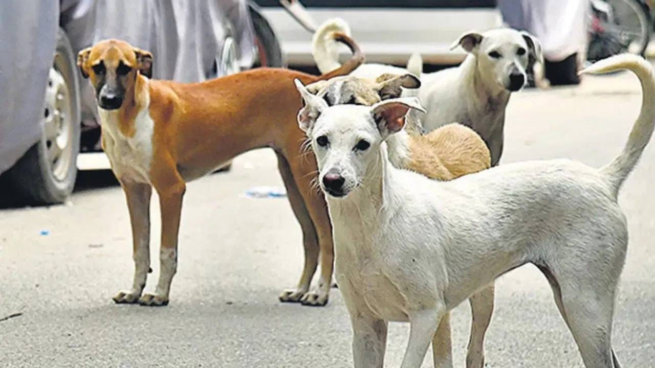 वाशीम ते जळगाव भटक्या कुत्र्यांचा भयंकर उच्छाद, एकाच दिवस तब्बल 35 चणांचा चावा; लोकांमध्ये प्रचंड संताप! वाशीम ते जळगाव भटक्या कुत्र्यांचा भयंकर उच्छाद, एकाच दिवस तब्बल 35 चणांचा चावा; लोकांमध्ये प्रचंड संताप!