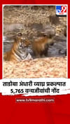ताडोबा अंधारी व्याघ्र प्रकल्पात 5,765 वन्यजीवांची नोंद.