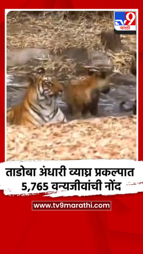 ताडोबा अंधारी व्याघ्र प्रकल्पात 5,765 वन्यजीवांची नोंद